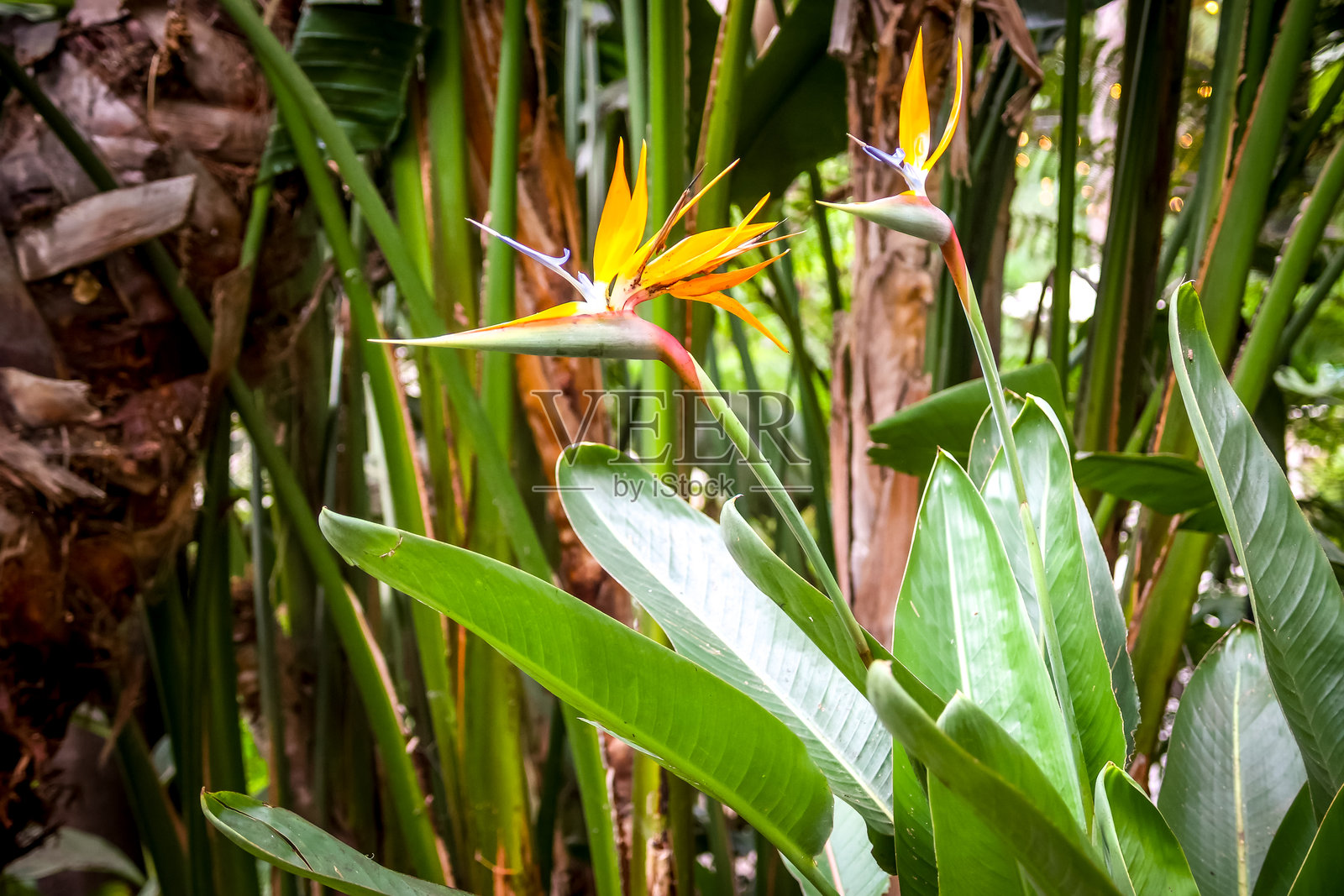 天堂鸟照片摄影图片