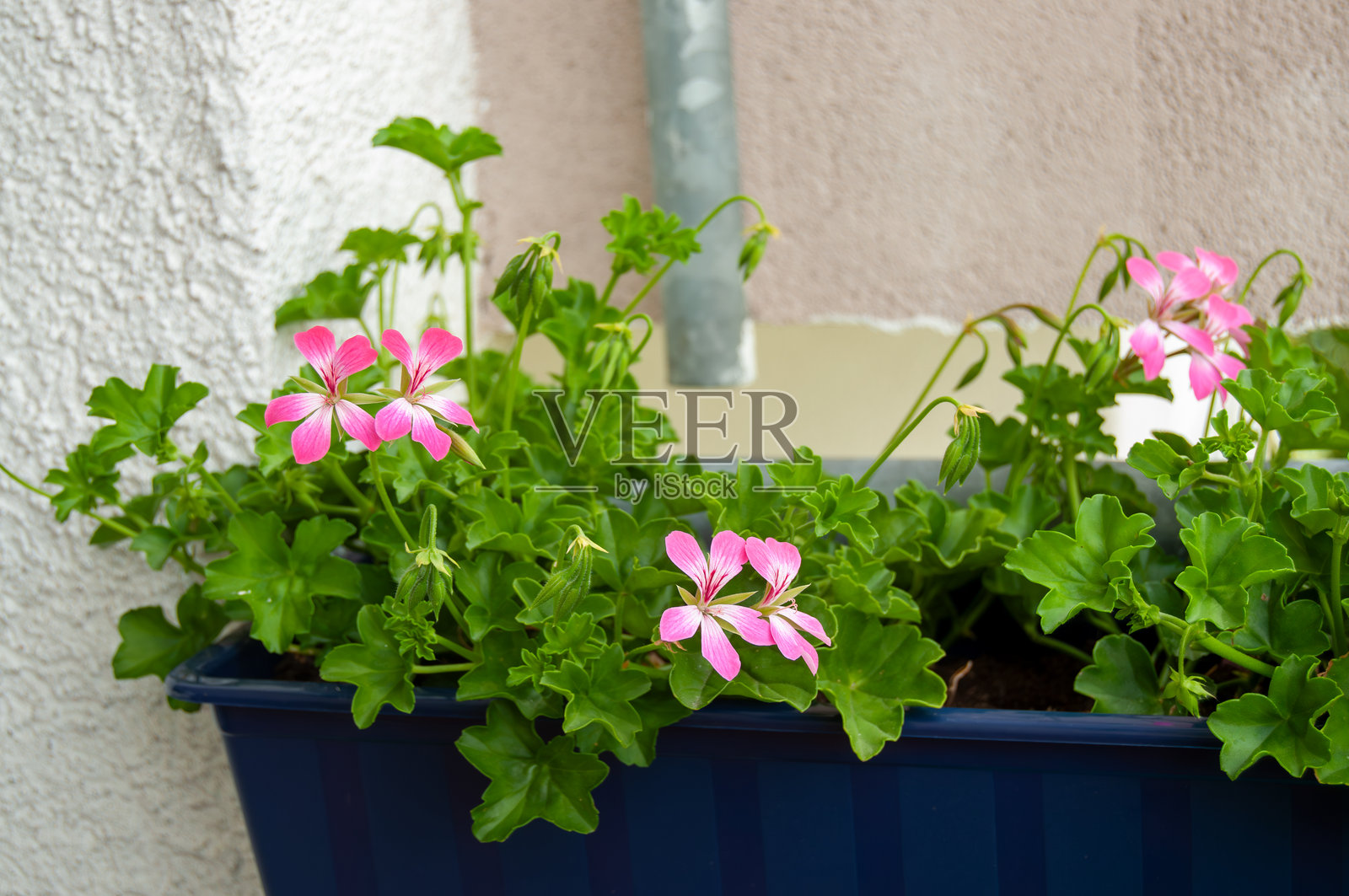 城市阳台花园中的鲜艳粉色天竺葵照片摄影图片