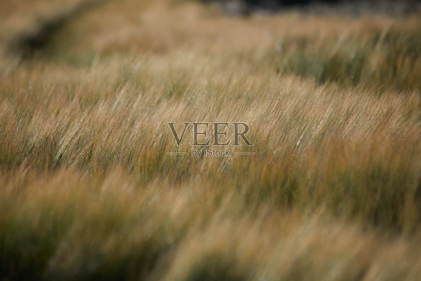 夕阳下金色的谷物田在微风中摇曳照片摄影图片