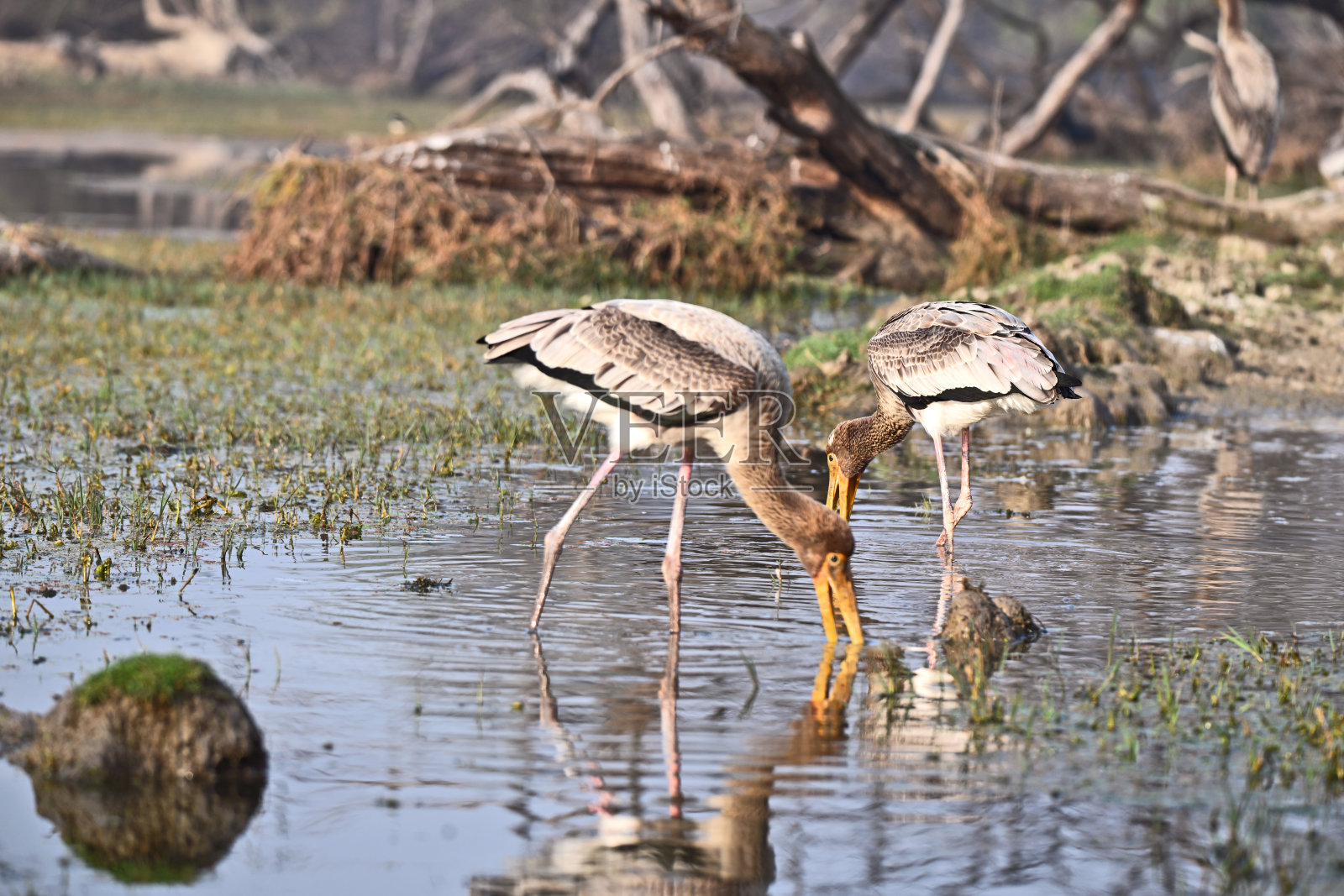 涂鹳在湿地觅食照片摄影图片