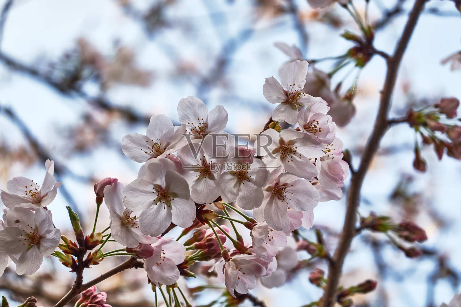 春天樱花的特写镜头照片摄影图片