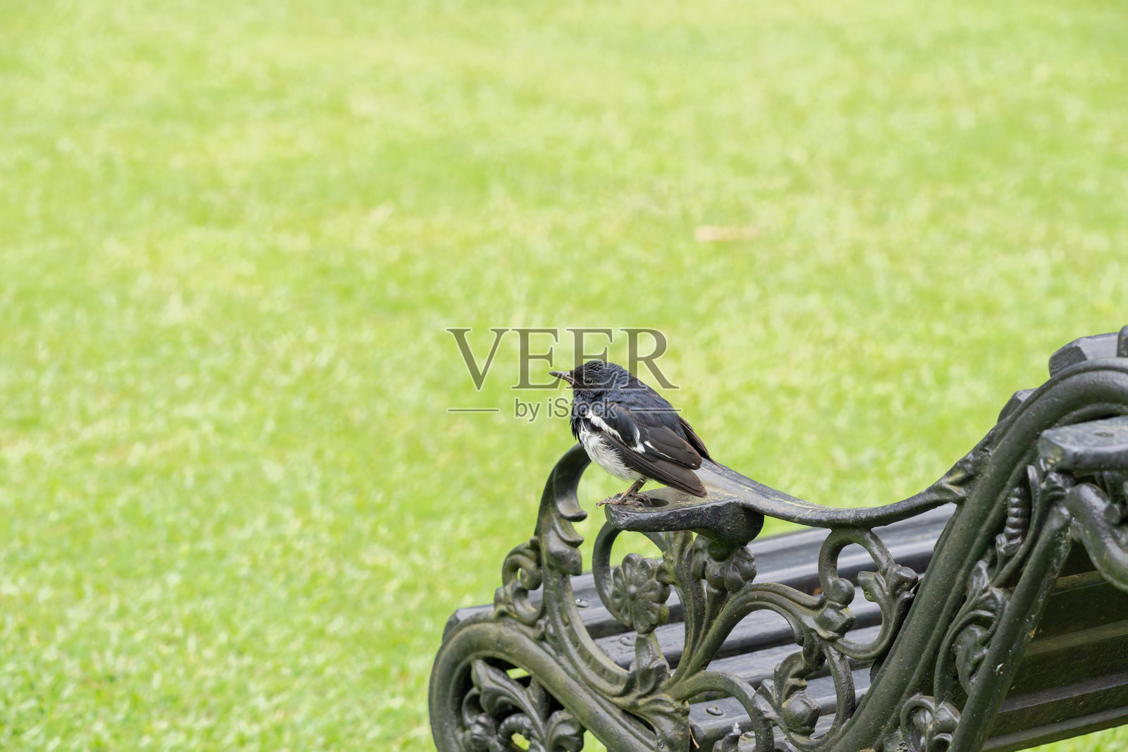 小型黑白东方歌鸲照片摄影图片