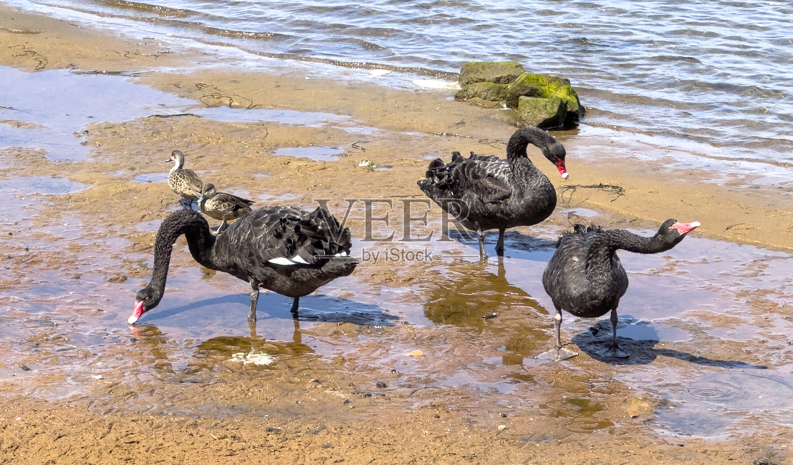 黑天鹅在饮水。照片摄影图片