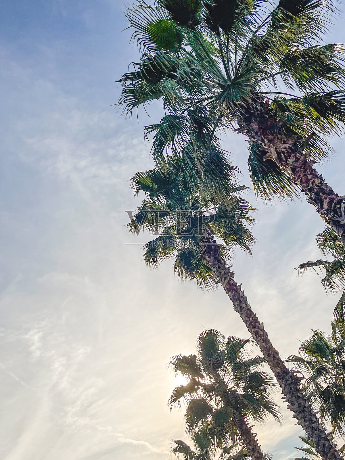 高大的棕榈树在柔和的夕阳天空下。照片摄影图片