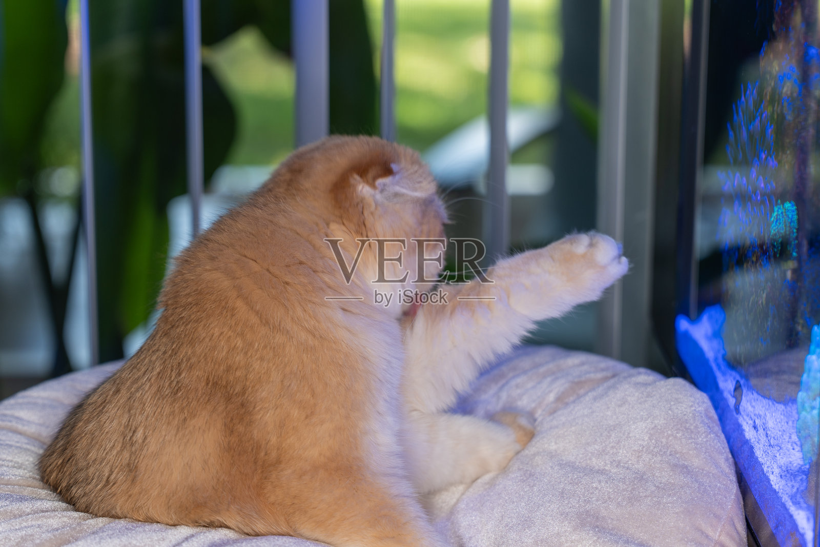 金色金丝雀毛的苏格兰折耳猫照片摄影图片