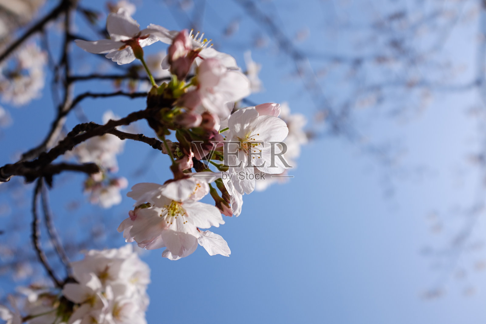 蓝天下盛开的白色樱花照片摄影图片
