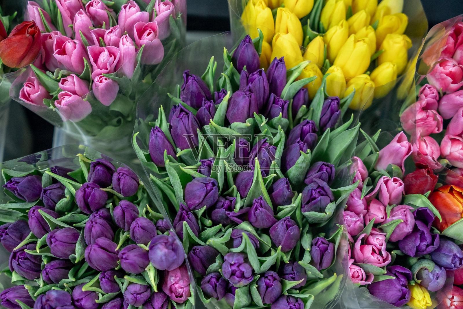 郁金香，郁金香花束。色彩缤纷的郁金香花束。照片摄影图片
