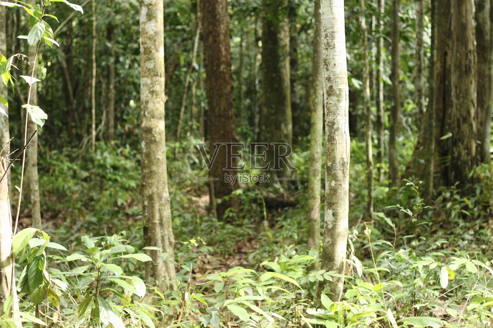 印度尼西亚婆罗洲雨林中的梅拉图斯山深处照片摄影图片