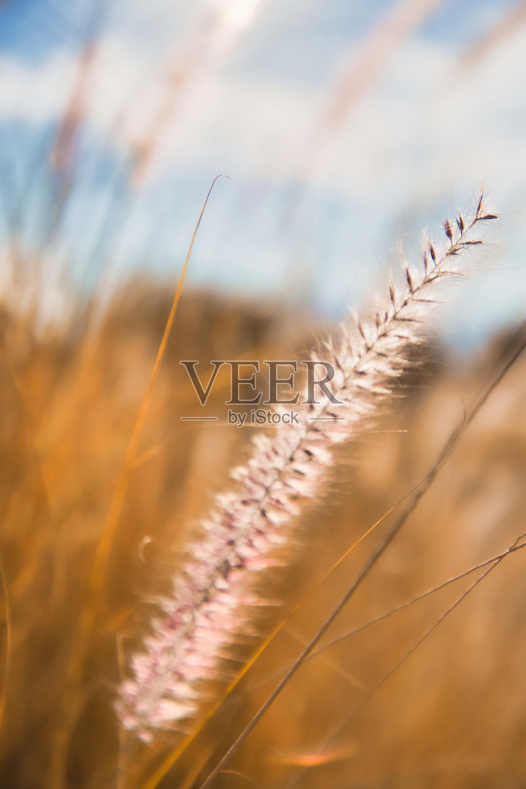 模糊的橙色草地特写与日落天空照片摄影图片