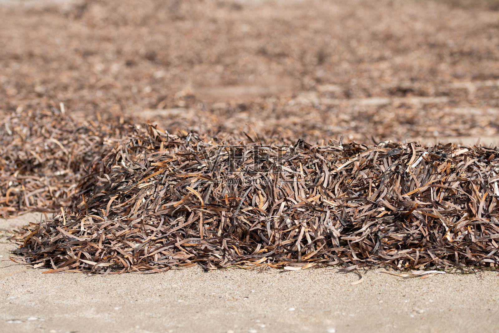 海草照片摄影图片
