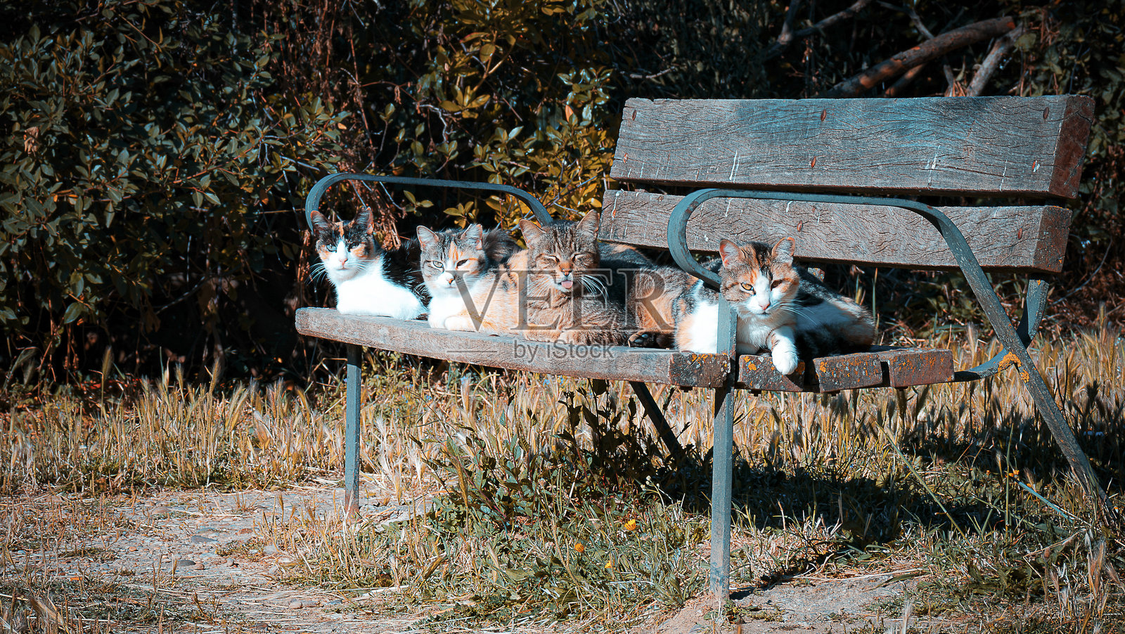 一群猫咪在木长椅上晒太阳照片摄影图片