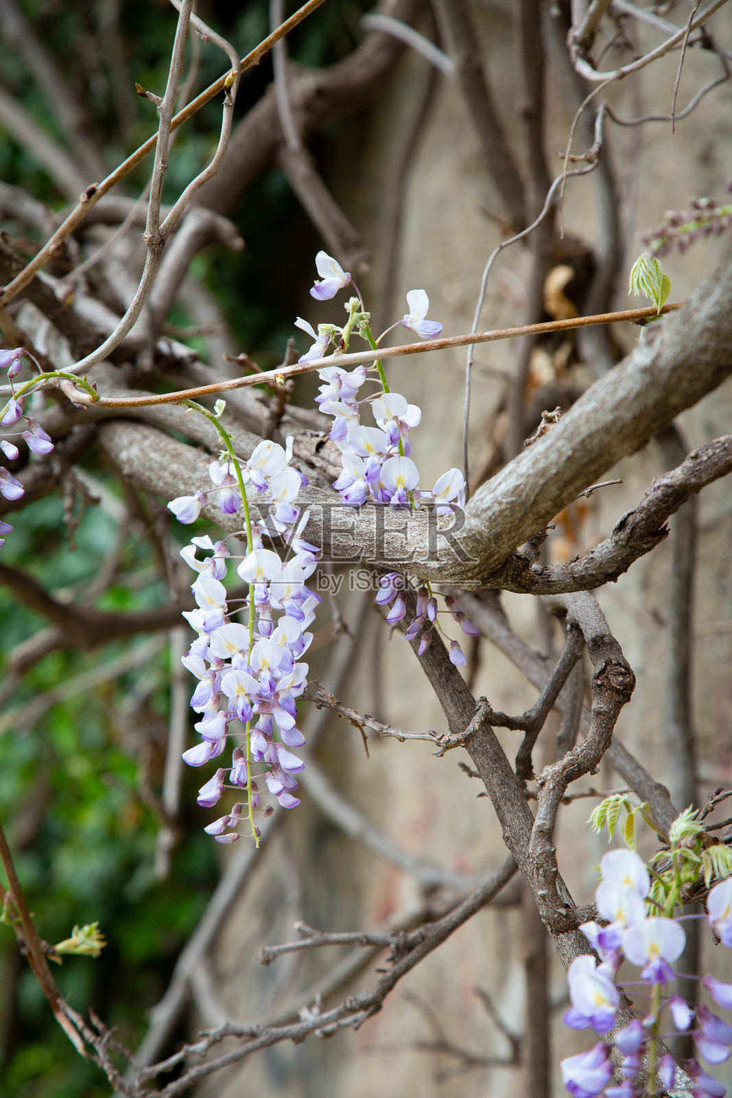 一枝上盛开着紫色和白色花朵的美丽组合照片摄影图片