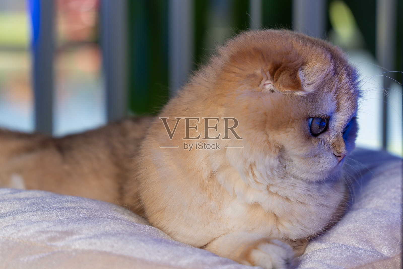 金色金丝猫的苏格兰折耳猫照片摄影图片