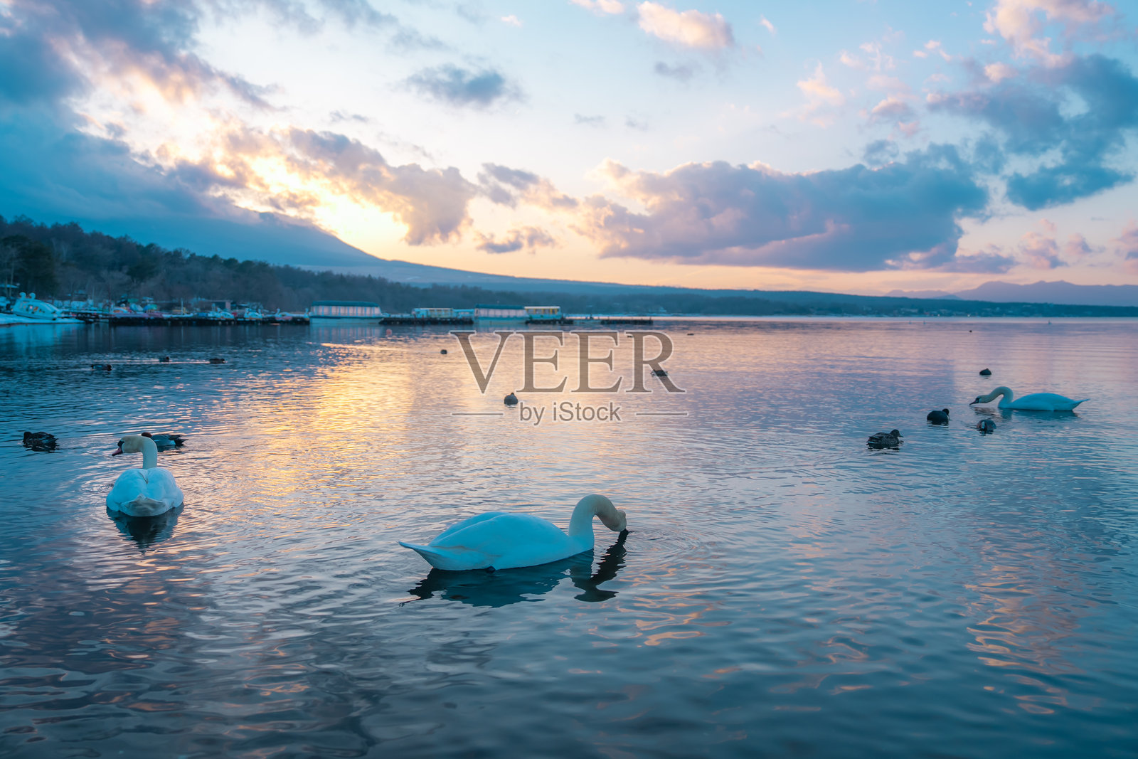 美丽的天鹅与富士山在山中湖畔照片摄影图片