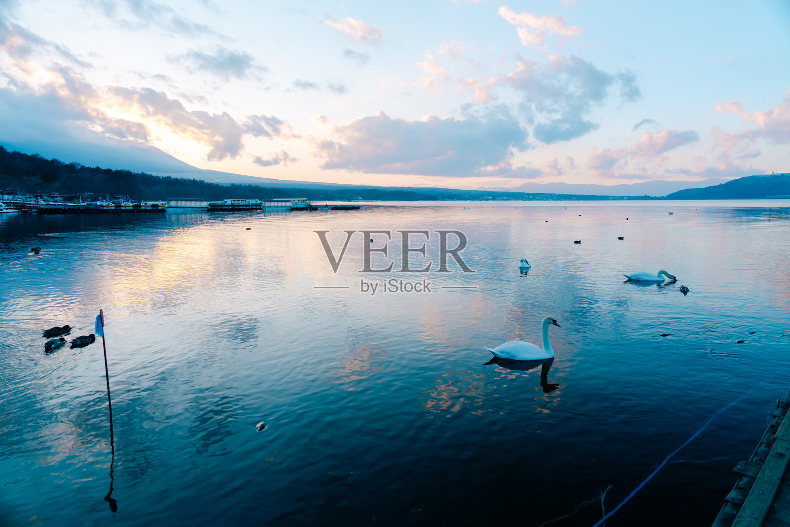 美丽的天鹅与富士山在山中湖畔照片摄影图片