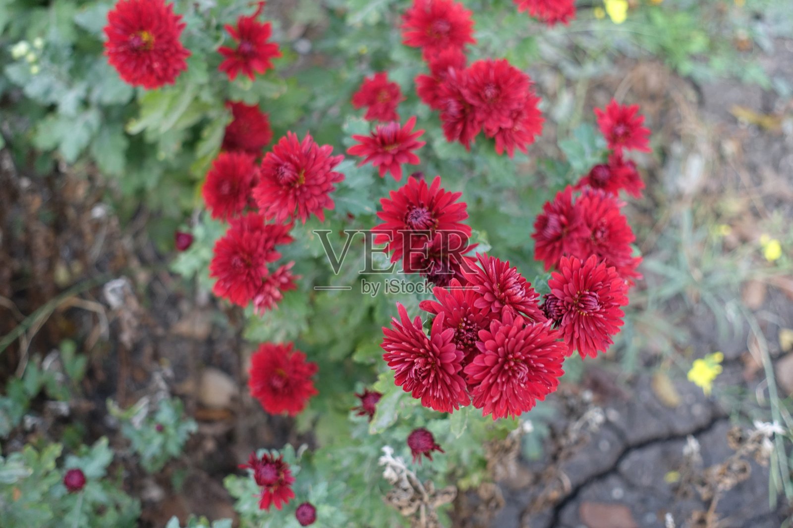 十月中旬的红色菊花照片摄影图片