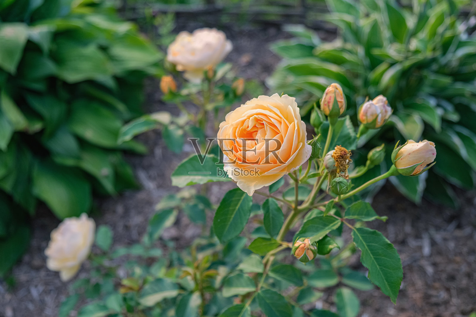 黄色玫瑰花朵、花蕾和绿色叶片的特写镜头照片摄影图片