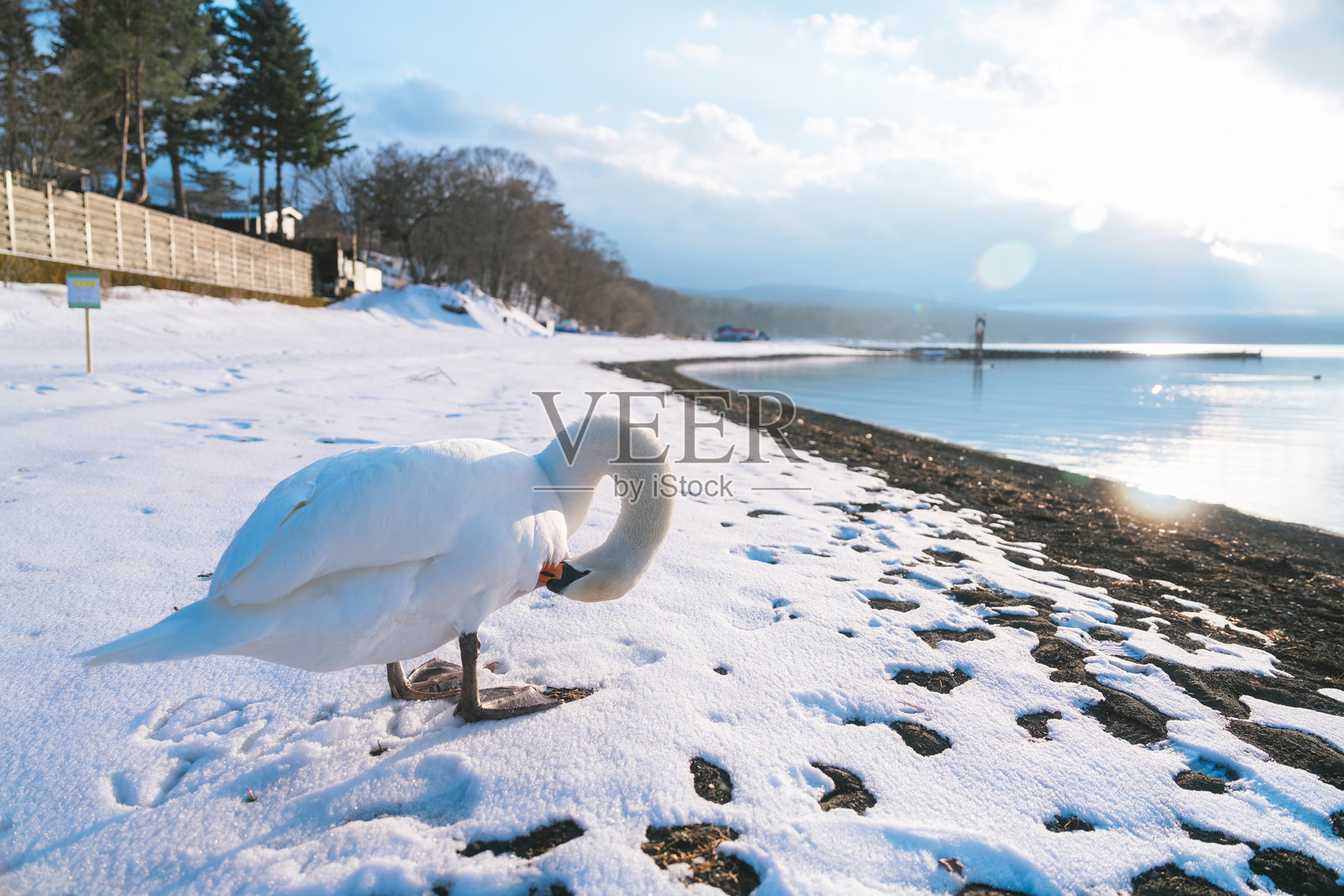 美丽的天鹅与富士山在山中湖畔照片摄影图片