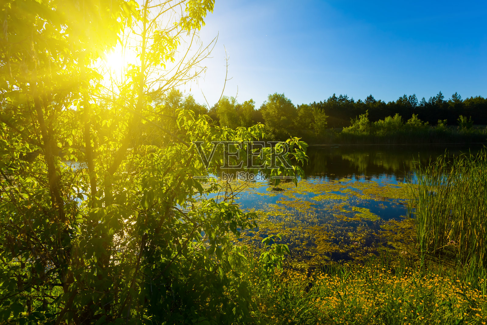 阳光明媚的夏日，宁静的河流与岸边的森林照片摄影图片