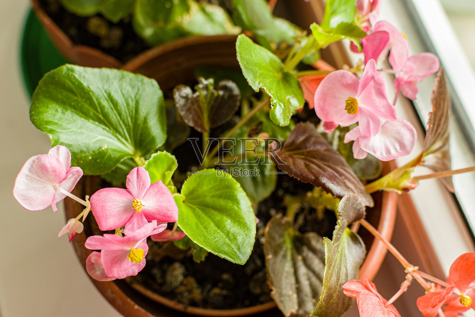 窗台上盛开的秋海棠盆栽。家庭的花卉种植和幼苗。家居生态室内环境。乡村和家庭的花卉培育。照片摄影图片