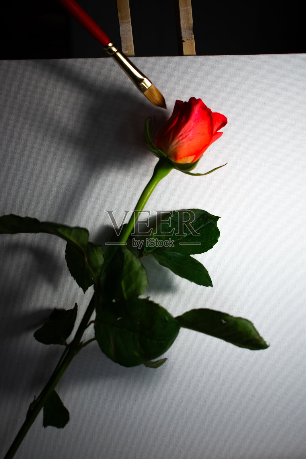 精致的玫瑰花在艺术画布上照片摄影图片