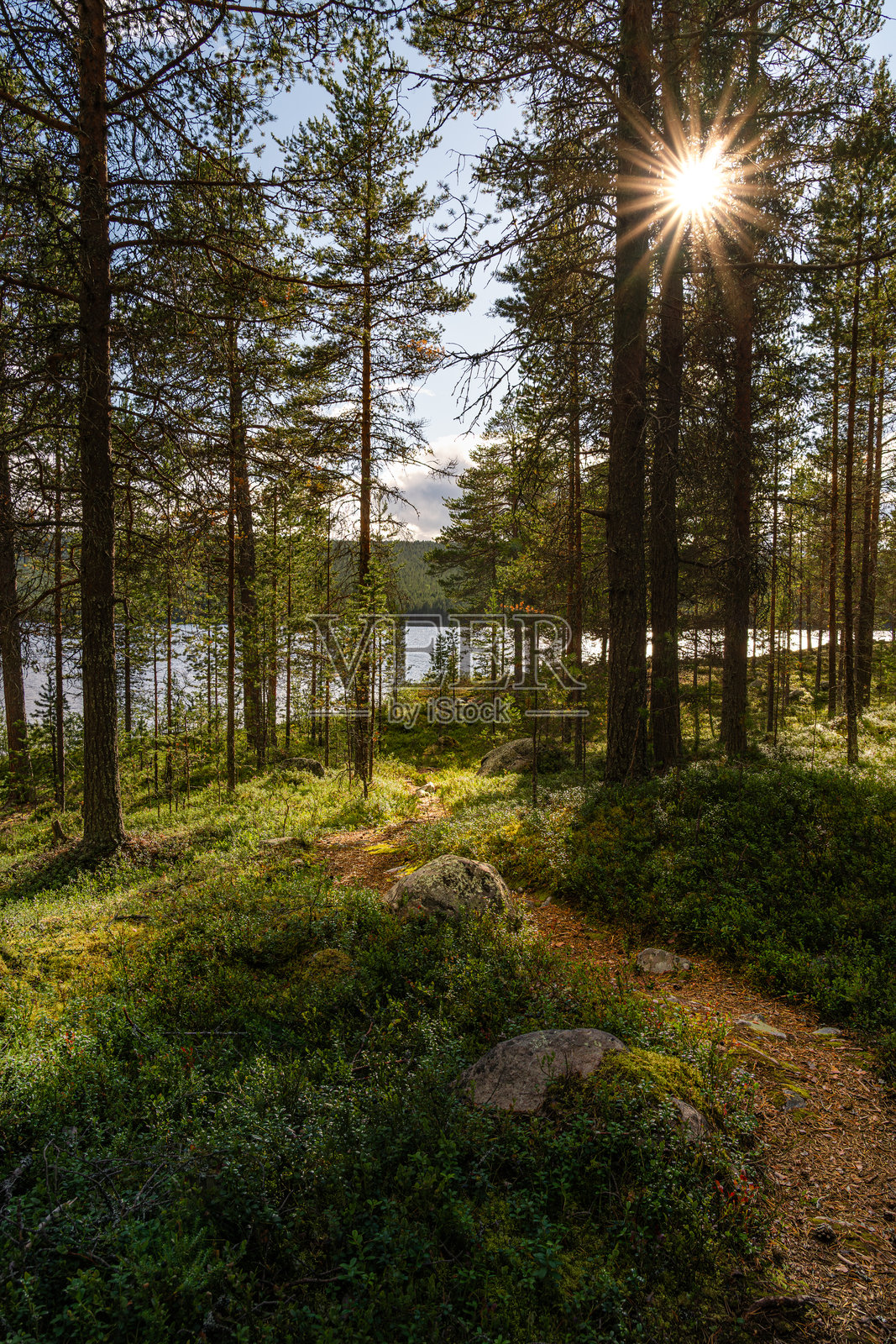 阳光透过松树洒在通往宁静湖泊的蜿蜒小径上，展现北欧自然的美丽。照片摄影图片