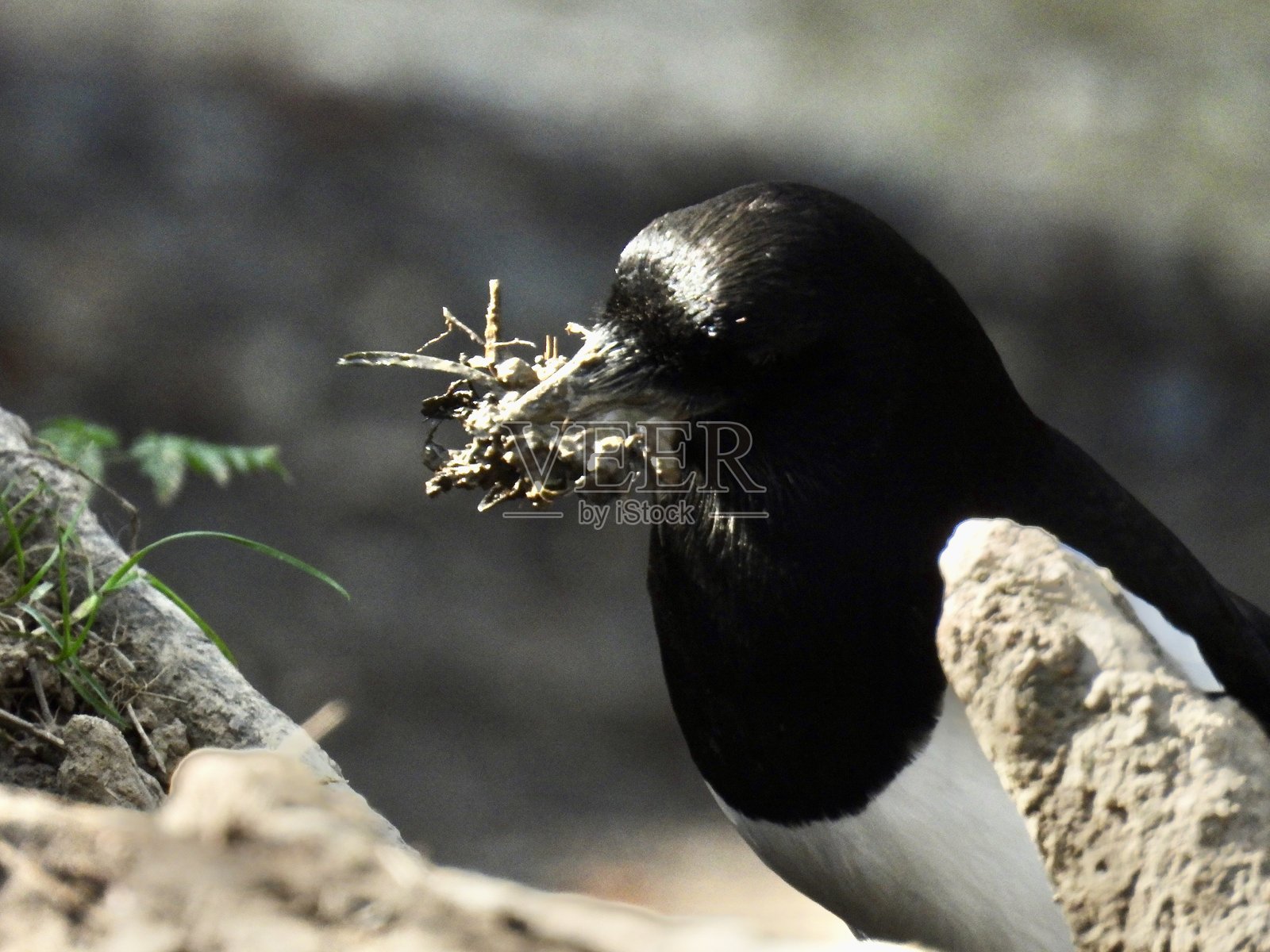 喜鹊特写，正在收集筑巢材料照片摄影图片