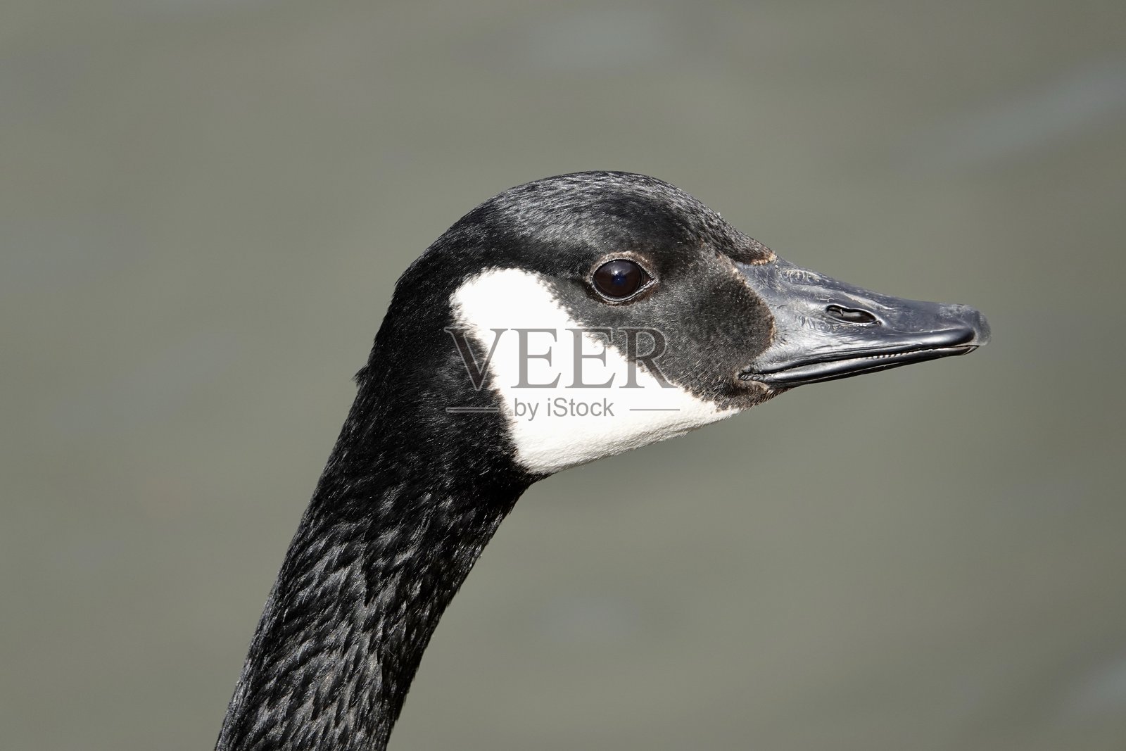 加拿大鹅特写侧面图照片摄影图片