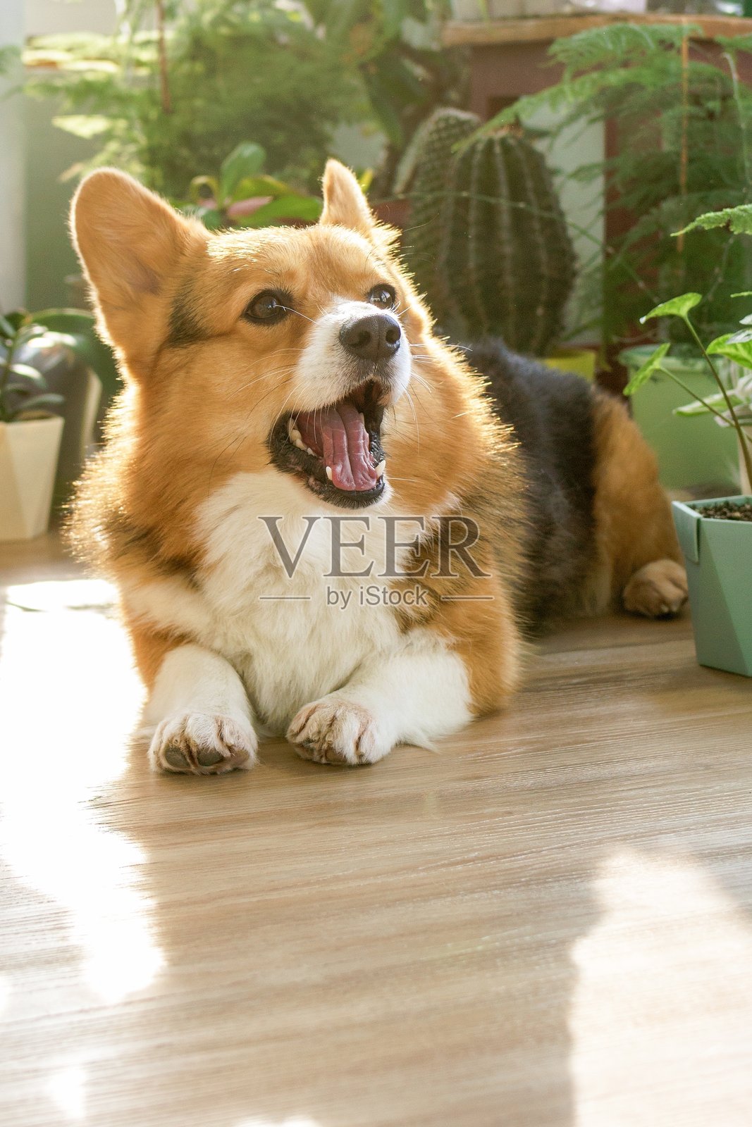 可爱的快乐柯基犬舒适地躺在地板上，周围环绕着美丽的绿色植物。照片摄影图片