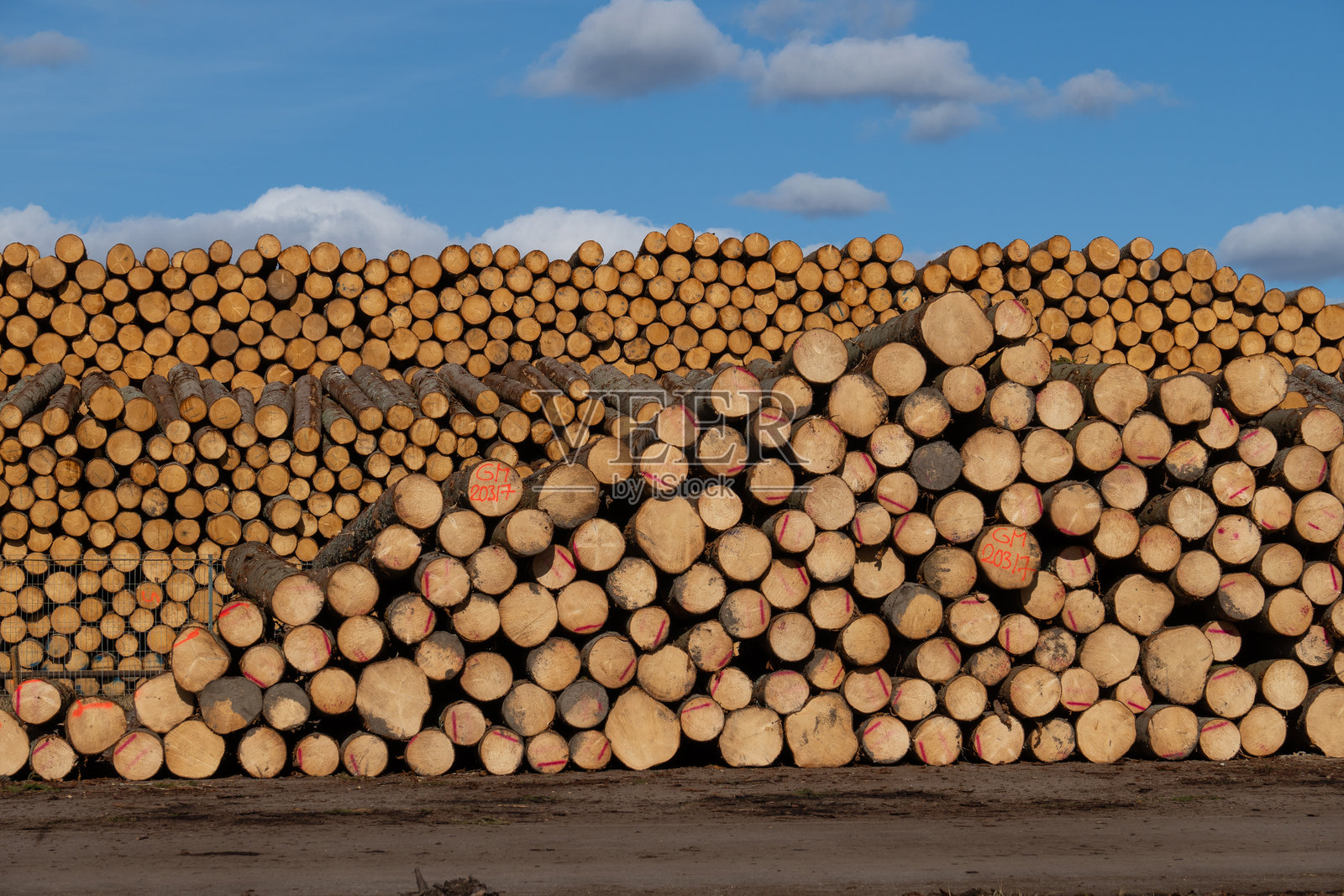 整齐堆放的切割松木原木在伐木场，蓝天背景下的木材生产和原材料加工照片摄影图片