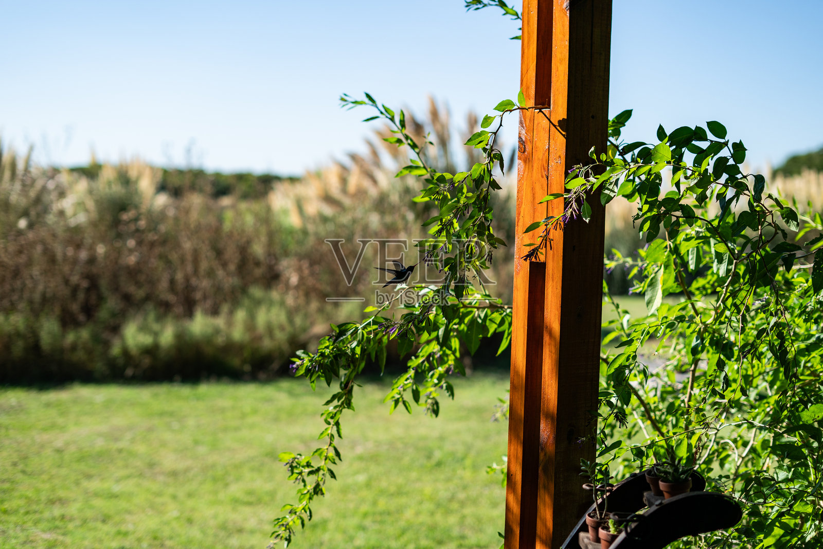 蜂鸟在阳光明媚的乡村植物上觅食照片摄影图片