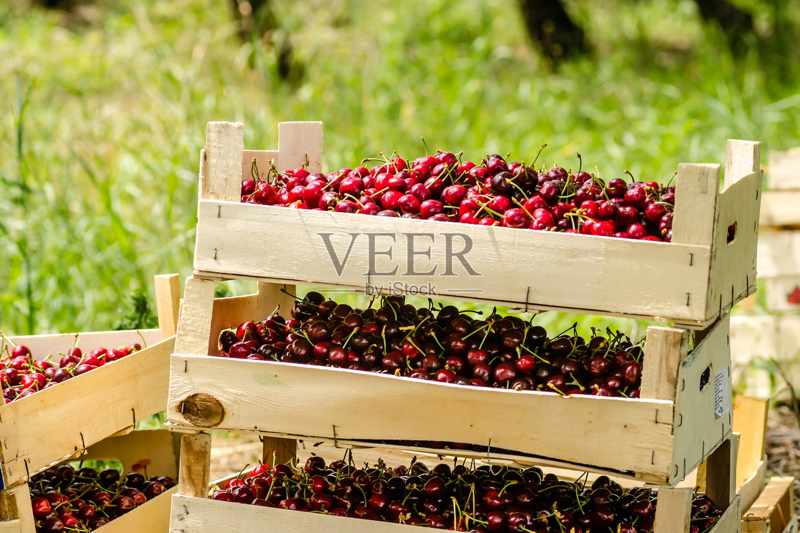 成熟的樱桃果实放在木箱里。照片摄影图片