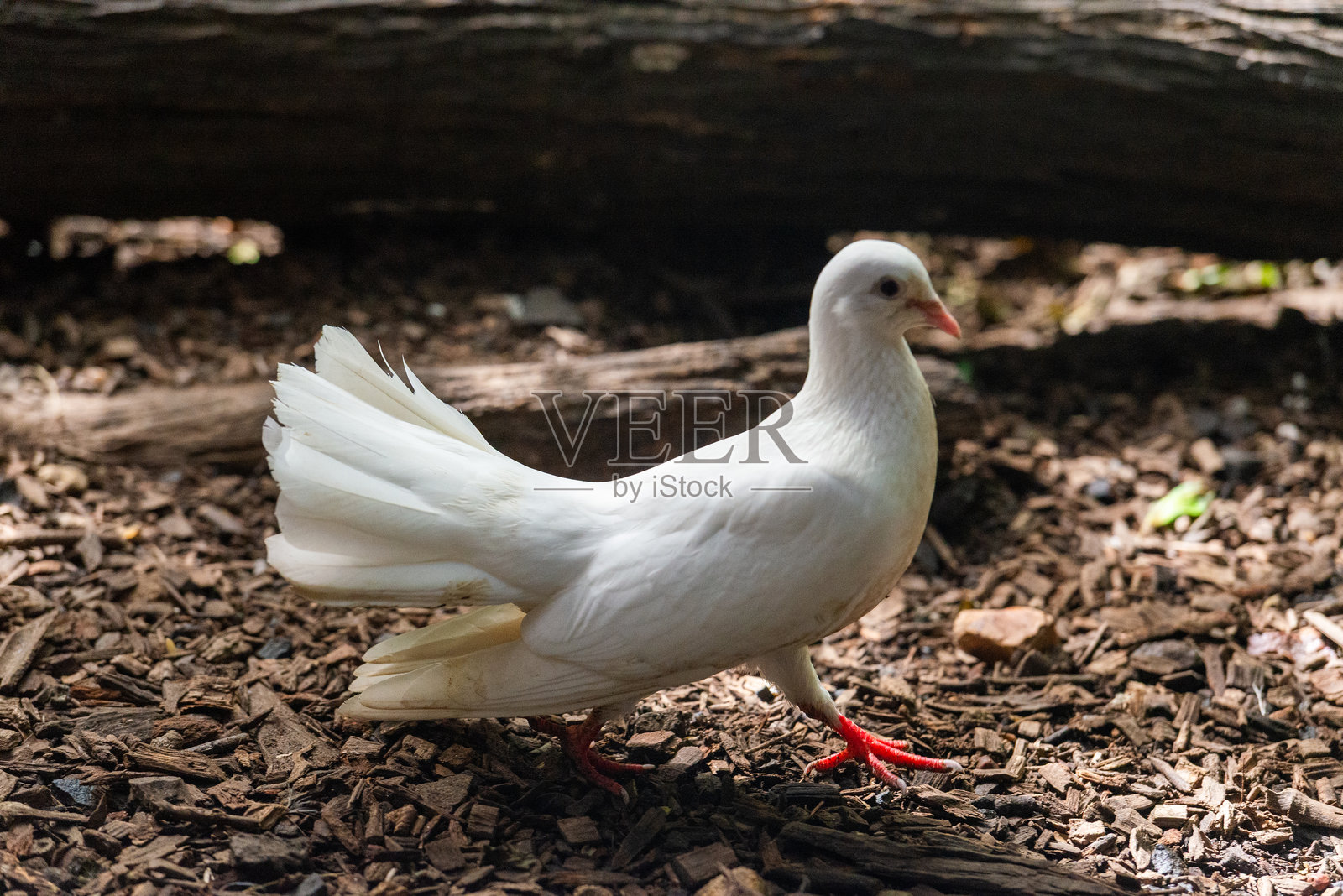 鸽子。信鸽。照片摄影图片