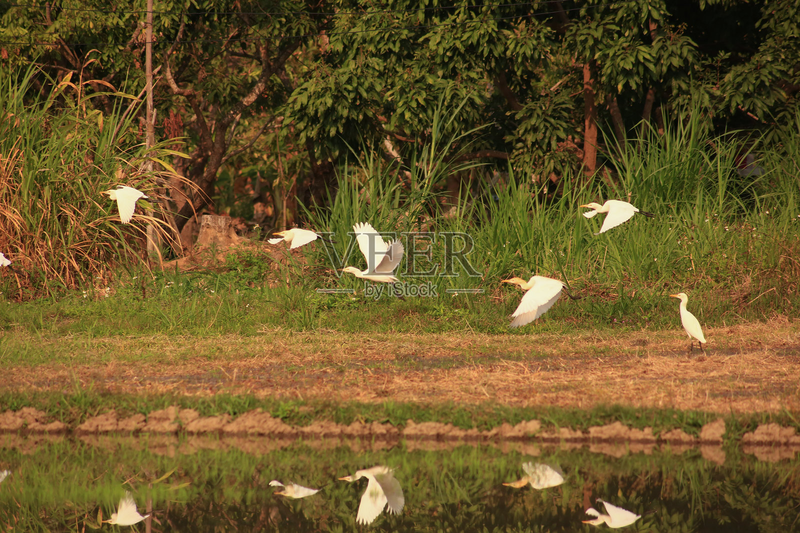 鸟在绿色稻田上空捕猎照片摄影图片