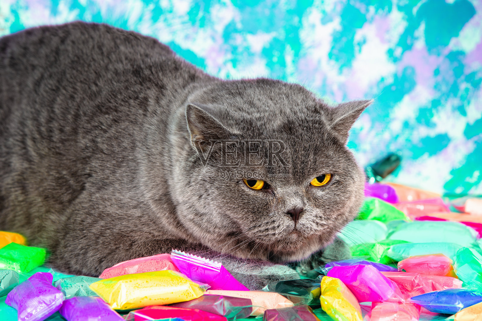 时尚肖像：一只蓝色英国短毛猫躺在颜料袋上，背景是色彩斑斓的抽象画。竖版照片照片摄影图片