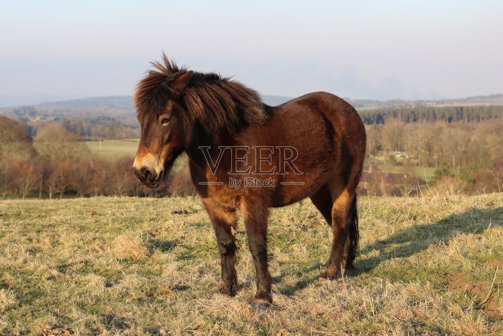 埃克斯穆尔小马在阳光下的田野中站立照片摄影图片