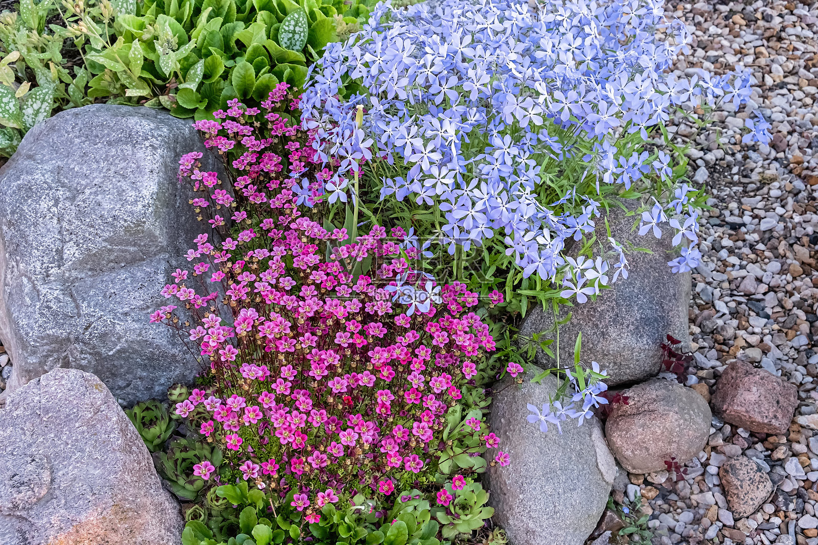岩石花园中的石苔和林地福禄考的春季绽放。俯视图。照片摄影图片