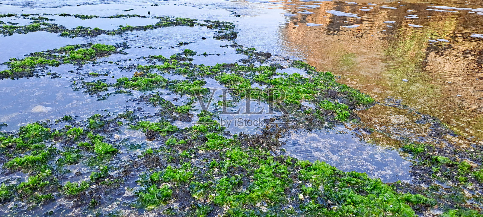 海藻或海苔在沙滩上照片摄影图片