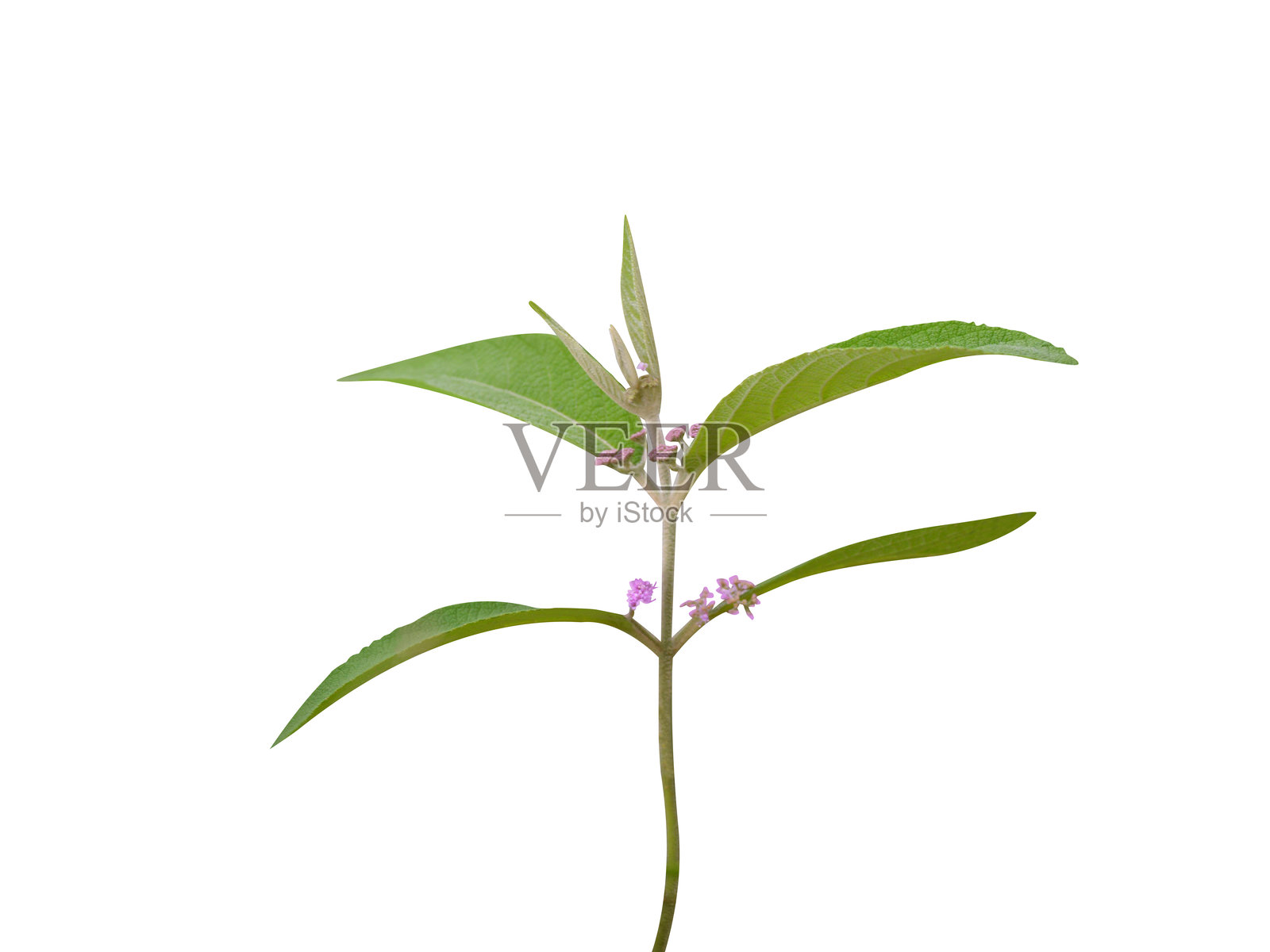 大叶紫珠或美丽浆果植物及花蕾照片摄影图片