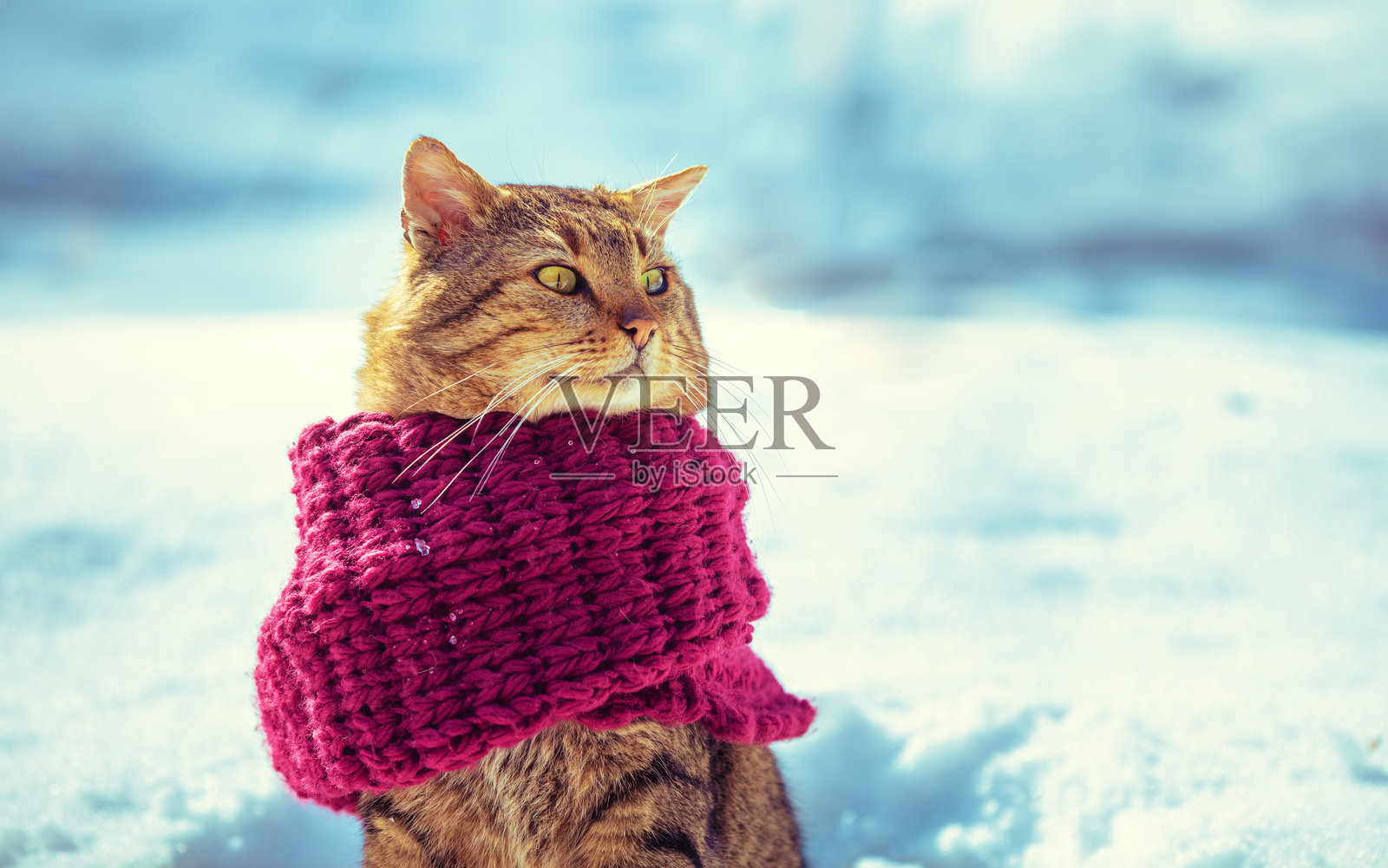 户外一只猫的肖像，戴着针织围巾，背景是雪白的冬天照片摄影图片