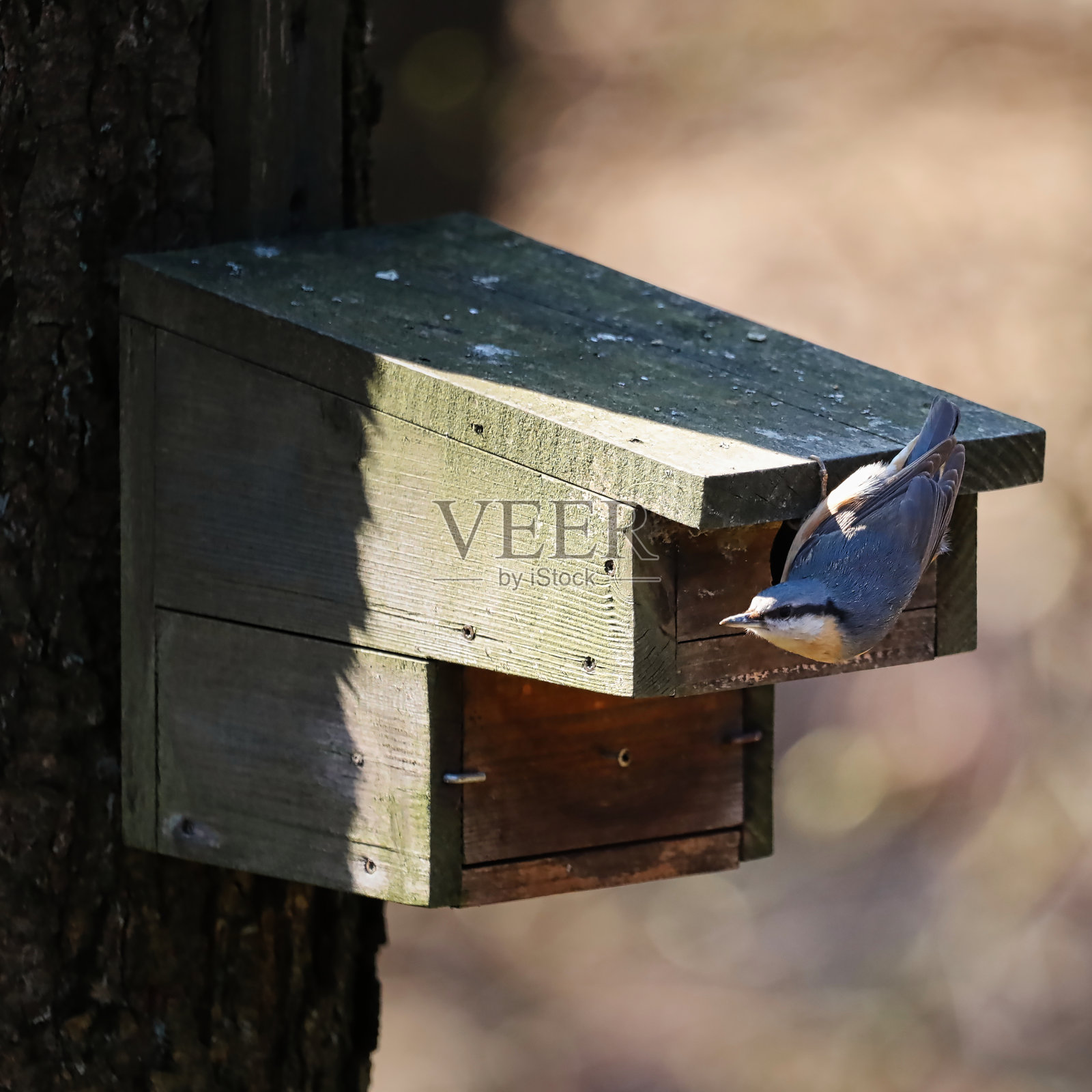 一只山雀在鸟巢里特写。照片摄影图片