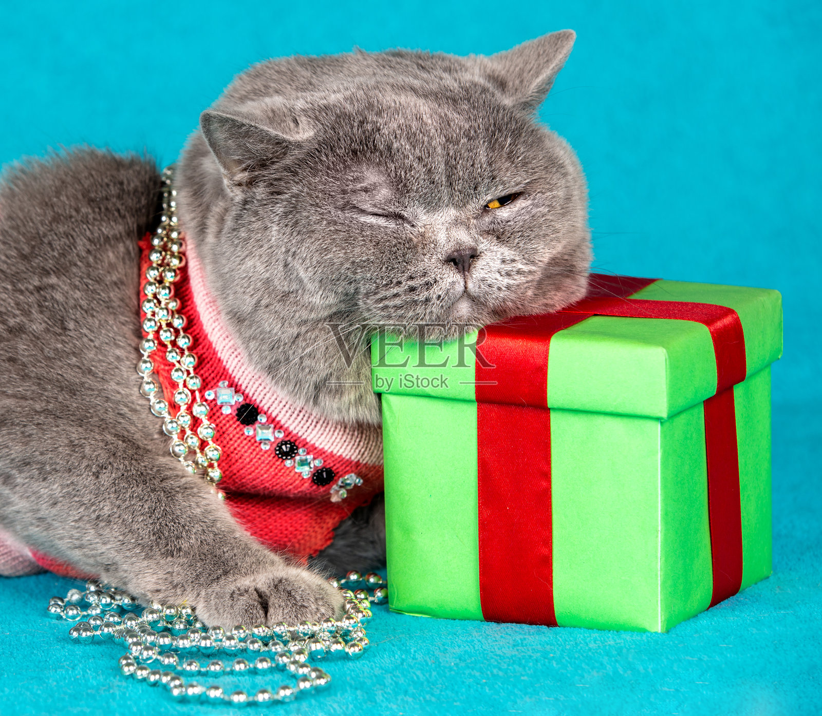 搞笑的蓝色英国短毛猫头枕在绿色礼品盒上睡觉照片摄影图片