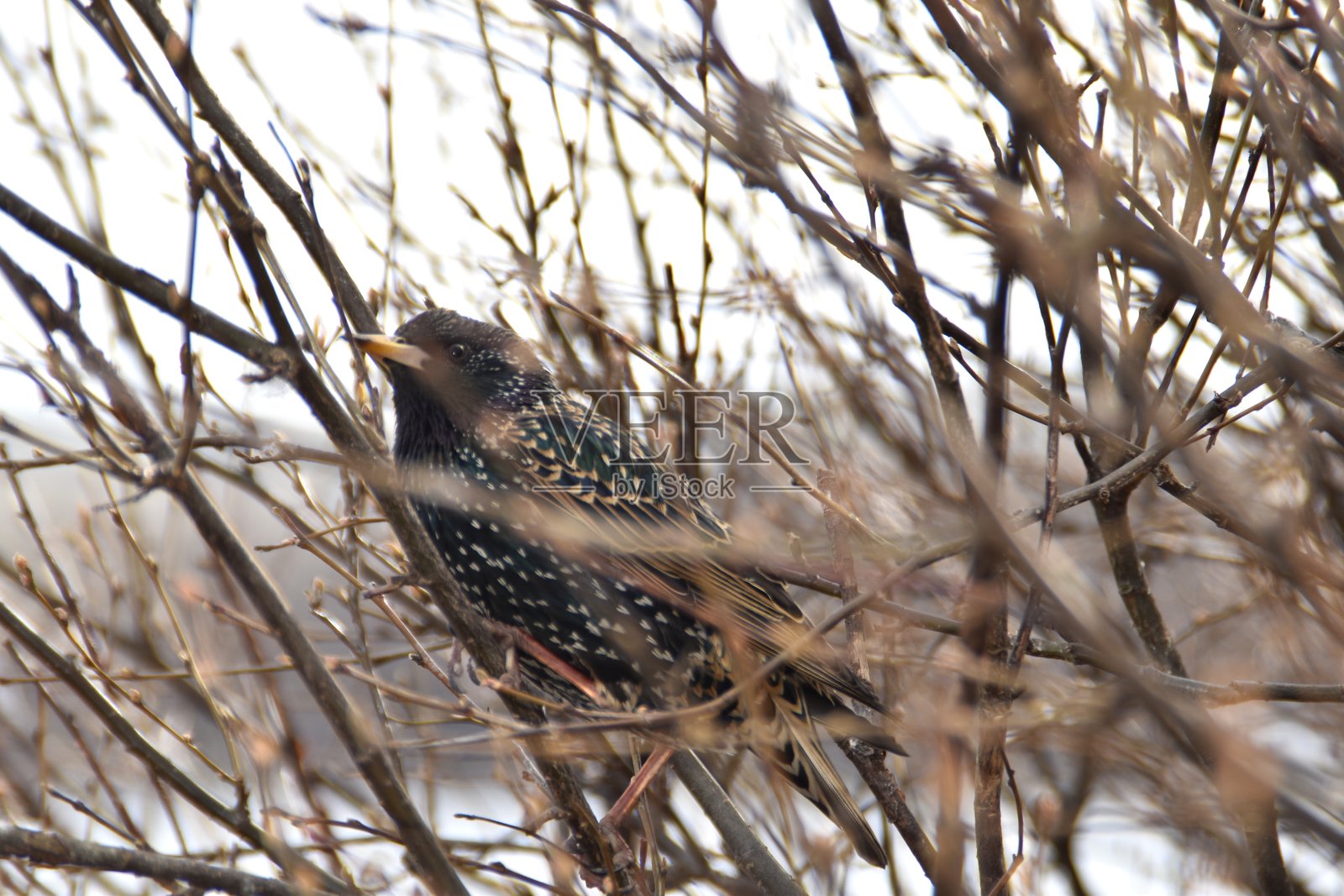 一只可爱的椋鸟照片摄影图片