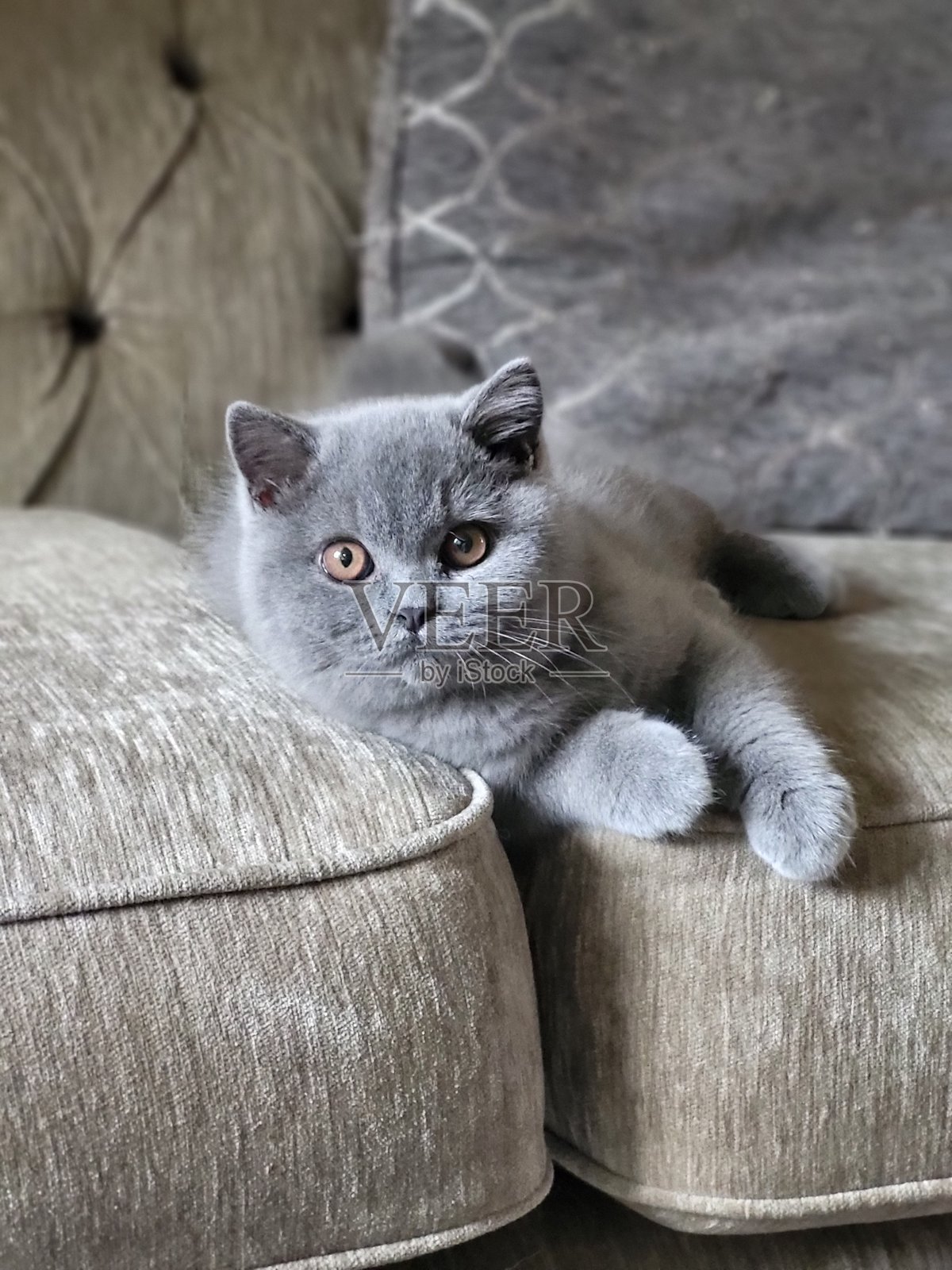 英国短毛猫小猫盯着镜头照片摄影图片