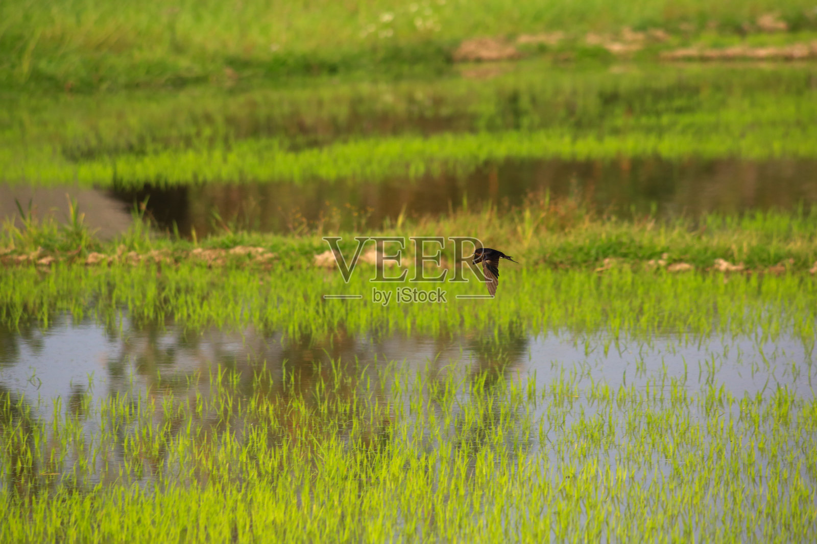 鸟在绿色稻田上空捕猎照片摄影图片