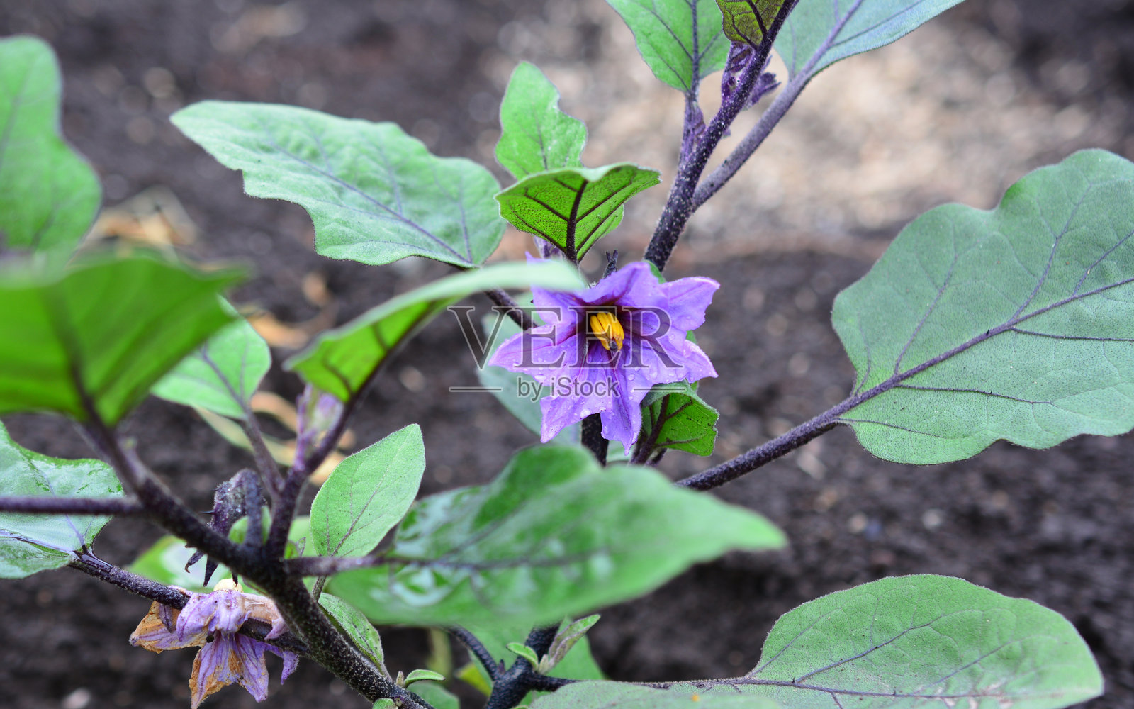 盛开的鲜艳紫色茄子花特写照片摄影图片