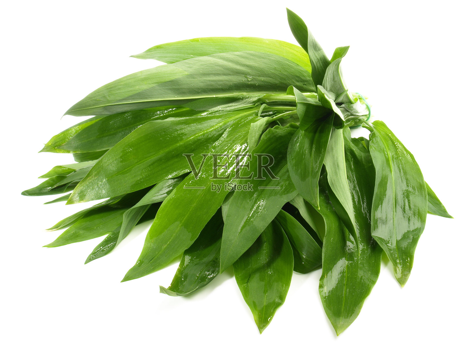 湿润的野蒜叶在白色背景上照片摄影图片