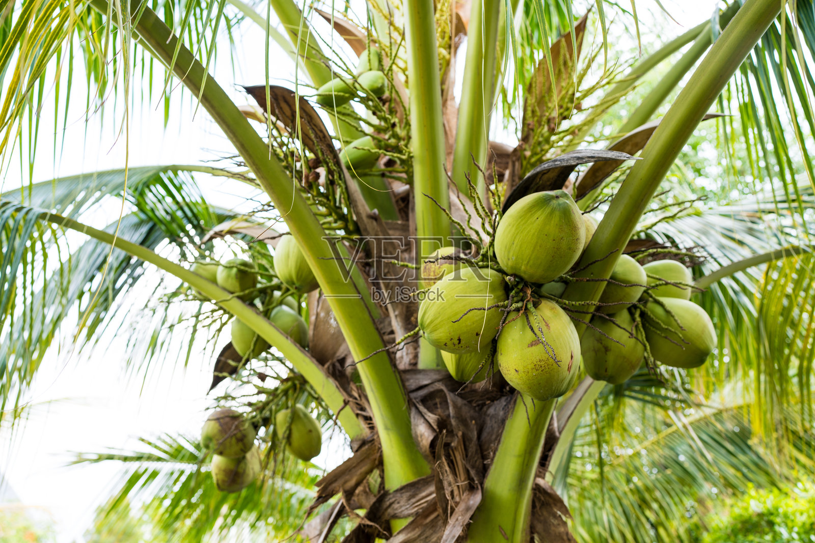 泰国花园中的椰子树上的椰子果。照片摄影图片