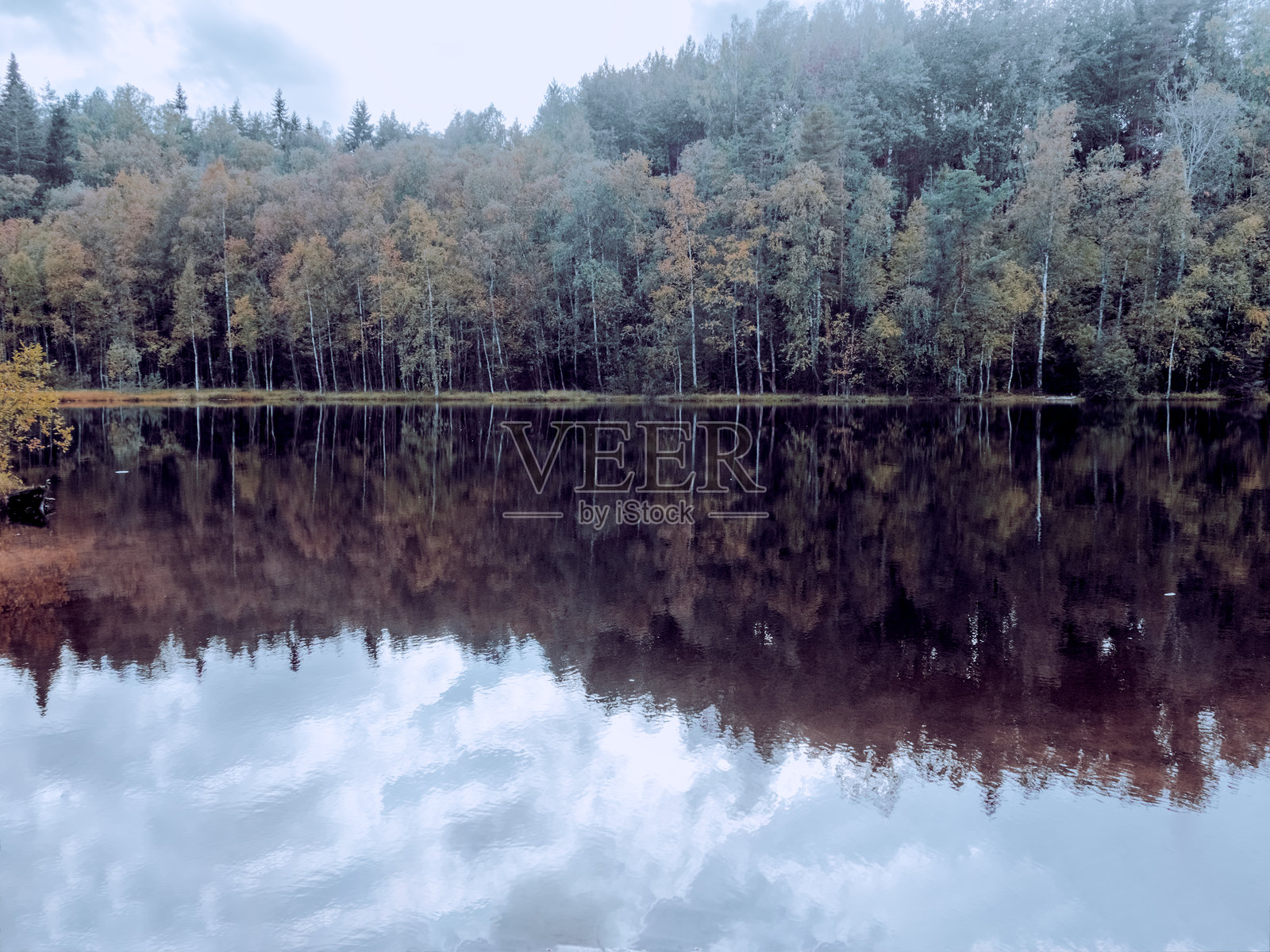 美丽的风景。湖边高大的针叶树。高大的冷杉树。寒冷的北方景观。背景留有空白空间。室内海报。房屋的图片。室内摄影。照片摄影图片