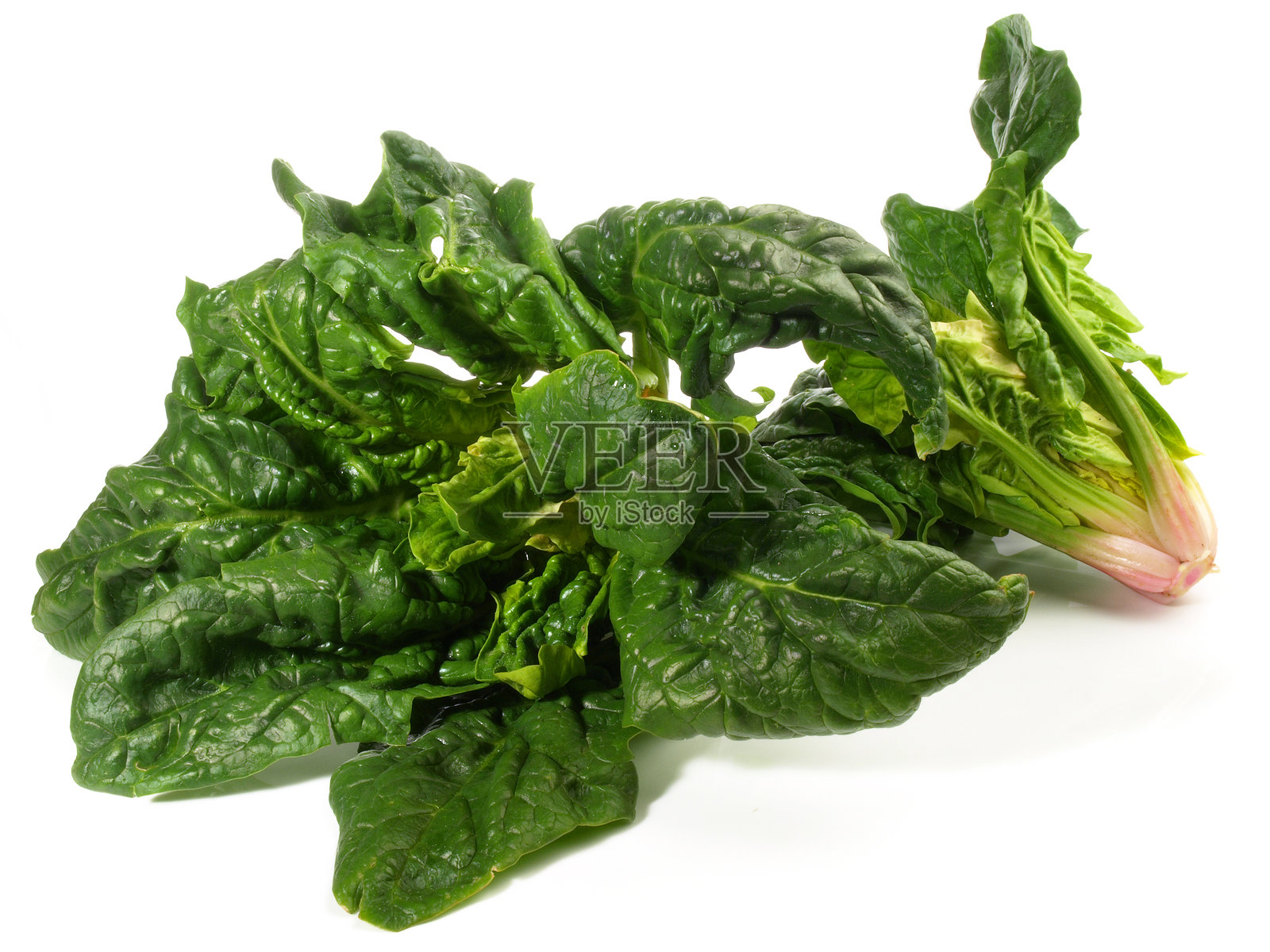 新鲜户外菠菜在白色背景上照片摄影图片